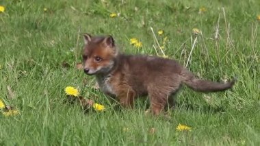 Red Fox, vulpes vulpes, Pup Walking in Meadow with Yellow Flowers, Normandy in France, Real Time