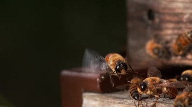 Avrupa Bal Arısı, Aspis Mellifera, Erkek Kalkışı, Normandiya 'da Arı Kovanı, Ağır çekim