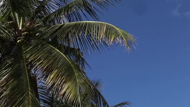 Kokosnötsträd Kattön Bahamas Realtid — Stockvideo