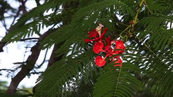 Flamboarant Tree Flowers Cat Island Bahamas Real Time — стокове відео