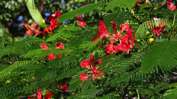 Flamboarant Tree Flowers Cat Island Bahamas Real Time — стокове відео
