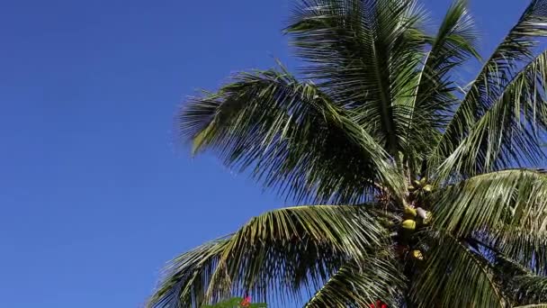 Kokosnussbaum Auf Katzeninsel Bahamas Echtzeit — Stockvideo