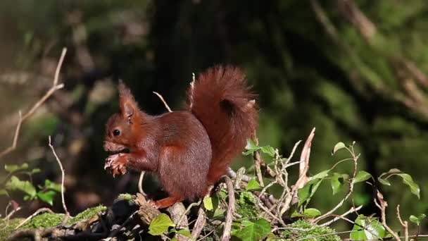 Écureuil roux, sciurus vulgaris, Noisette adulte, Normandie en France, temps réel 