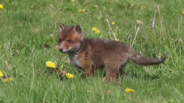 Red Fox Sępy Sępy Pup Walking Meadow Yellow Flowers Normandia — Wideo stockowe