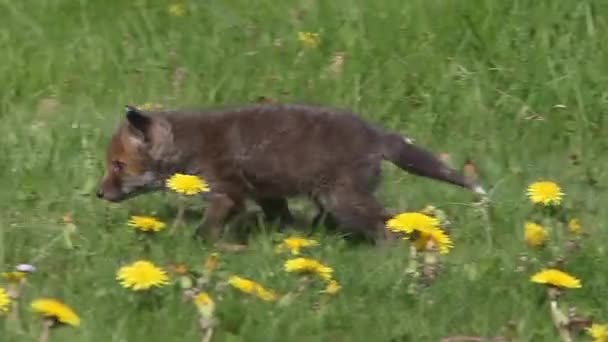 Red Fox Vulpes Vulpes Pup Περπάτημα Στο Λιβάδι Κίτρινα Λουλούδια — Αρχείο Βίντεο