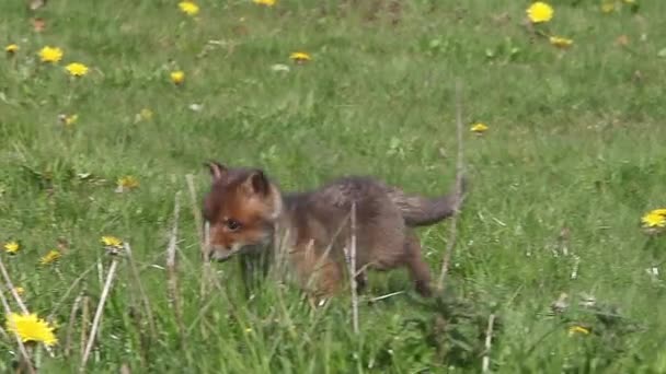 Red Fox Vulpes Vulpes Pup Περπάτημα Στο Λιβάδι Κίτρινα Λουλούδια — Αρχείο Βίντεο