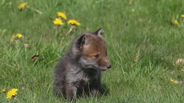 Red Fox Vulpes Vulpes Pup Wandelen Grasveld Met Gele Bloemen — Stockvideo