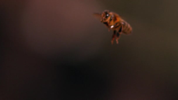 Európai Mézelő Méh Apis Mellifera Méhecske Repülés Közben Lassú Mozgás — Stock videók