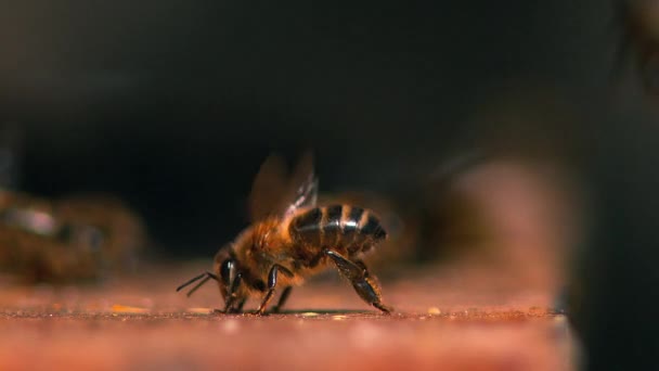 Europejska Pszczoła Miodna Apis Mellifera Pszczoła Oddychająca Spowolniony Ruch — Wideo stockowe