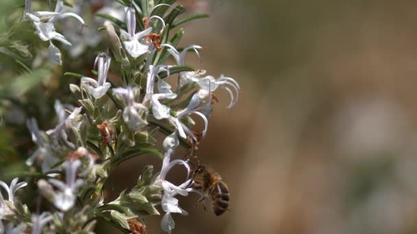 Avrupa Bal Arısı Aspis Mellifera Uçan Arı Bir Rosmary Çiçeği — Stok video