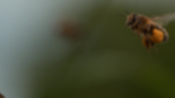 비행중인 Apis Mellifera 꽃가루가 가지고 움직임으로 벌집으로 돌아옵니다 — 비디오