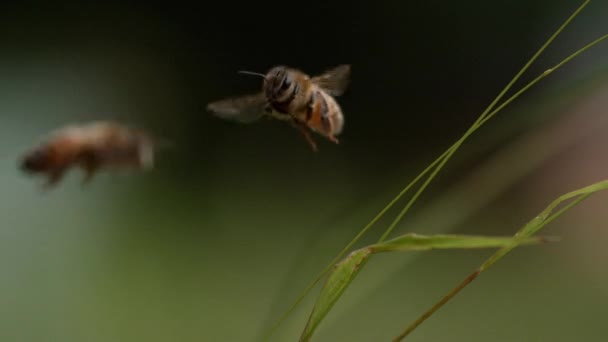 Európai Mézelő Méh Apis Mellifera Méhecske Repülés Közben Lassú Mozgás — Stock videók