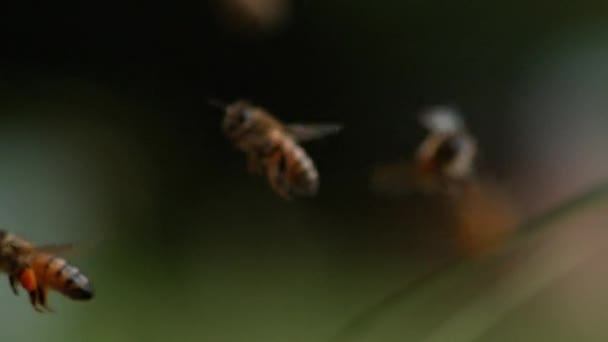 Abeja Miel Europea Apis Mellifera Abeja Vuelo Regreso Colmena Con — Vídeos de Stock