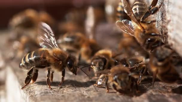 Europese Honingbij Apis Mellifera Bijen Die Ventilatie Doen Slow Motion — Stockvideo