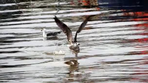 Gaviota Arenque Larus Argentatus Inmaduro Vuelo Despegando Del Agua Normandía — Vídeo de stock