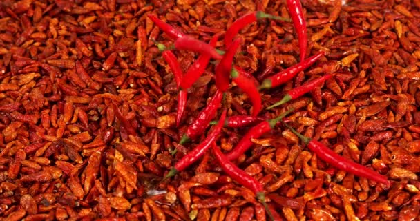 Friss Piros Chili Paprika Paprika Annuum Madárbors Paprika Frutescens Fűszereső — Stock videók