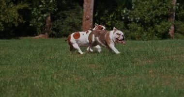 İngiliz Bulldog 'u, Çimende Koşan Kadınlar, Yavaş Hareket 4k