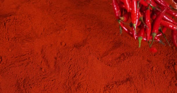 Fresh Red Chili Peppers Capsicum Annuum Falling Powder Red Chili — Stock Video