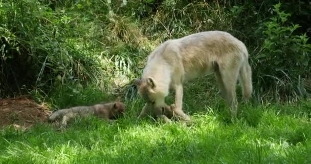 Arctic Wolf Canis Lupus Tundrarum Mother Cub Standing Den Entrance — Stock Video