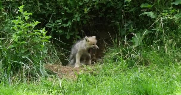 Arctic Wolf Canis Lupus Tundrarum Cub Berdiri Den Entrance Real — Stok Video