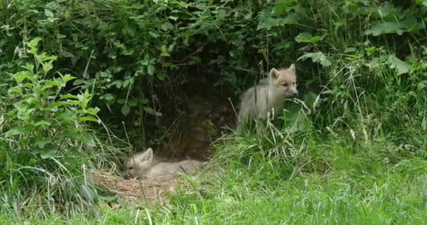 Arctic Wolf Canis Lupus Tundrarum Ibu Dan Cub Real Time — Stok Video