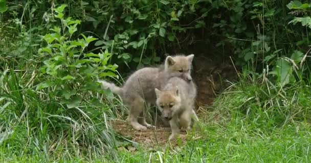 Arktischer Wolf Canis Lupus Tundrarum Jungtier Spielt Eingang Echtzeit — Stockvideo