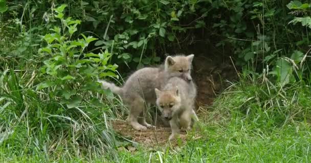 Lobo Ártico Canis Lupus Tundrarum Cachorro Tocando Entrada Guarida Tiempo — Vídeos de Stock