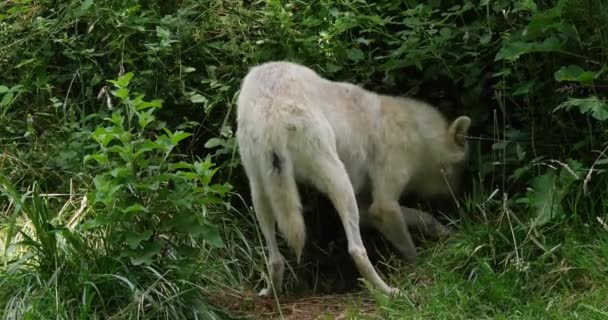 Lobo Ártico Canis Lupus Tundrarum Hembra Que Cava Tierra Tiempo — Vídeos de Stock