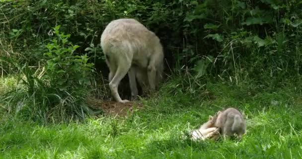 北極の狼 カニス ルパス トゥンドラム 母とクブはデンエントランスに立って リアルタイム4K — ストック動画