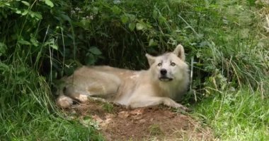 Kuzey Kutbu Kurdu, Den girişinde yatan köpek lupus tundrarum, Real Time 4k