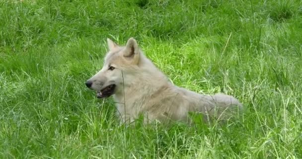 Arctic Wolf Canis Lupus Tundrarum Hona Gräs Real Time — Stockvideo