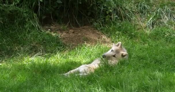 Arctic Wolf Canis Lupus Tundrarum Perempuan Berbaring Rumput Den Entrance — Stok Video