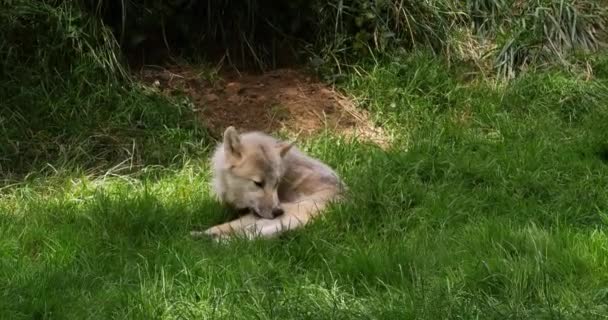 Arctic Wolf Canis Lupus Tundrarum Perempuan Berbaring Den Entrance Real — Stok Video