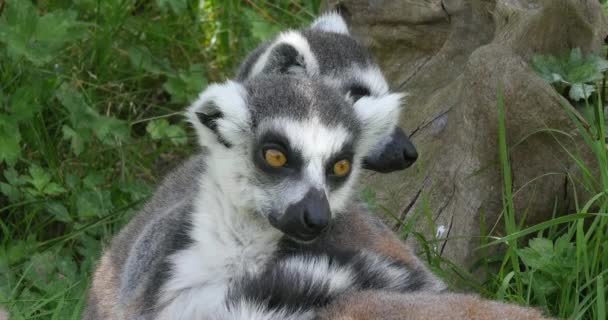 Halka Kuyruklu Lemur Lemur Catta Etrafa Bakınan Yetişkinlerin Portresi Real — Stok video