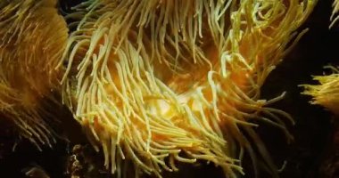 Leathery Sea Anemone, heteractis crispa, gerçek zamanlı