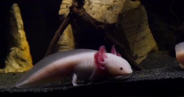 Axolotl, ambistoma mexicanum, Real Time 4k