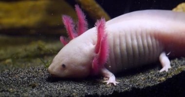 Axolotl, ambistoma mexicanum, Real Time 4k