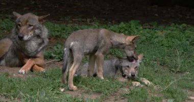 Avrupalı Kurt, Deri veremi, Anne ve Yavru, Fransa, Real Time 4k