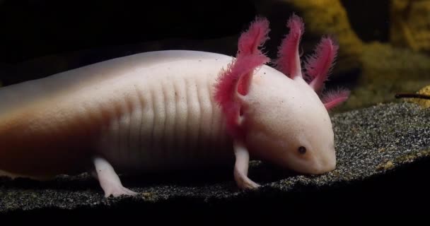 Axolotl Ambystoma Mexicanum Valós Idejű — Stock videók