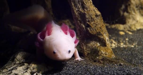 Axolotl Ambystom Mexikanska Real Time — Stockvideo