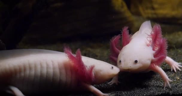 Axolotl Ambystoma Mexicanum Ζεύγος Πραγματικό Χρόνο — Αρχείο Βίντεο