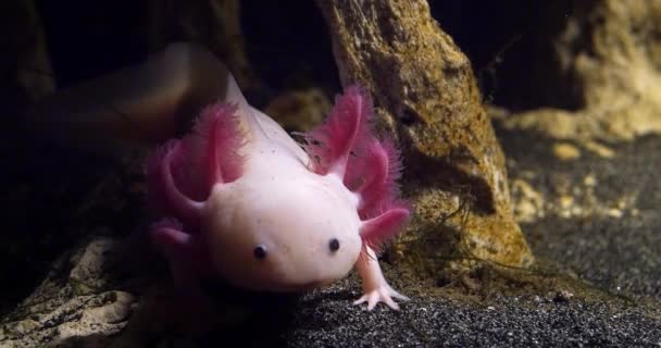 Axolotl Ambystoma Mexicanum Ásítás Valós Idejű — Stock videók