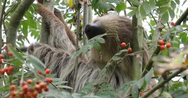 Two Toed Sloth Choloepus Didactylus Adult Hanging Branch Moving Real — Videoclip de stoc