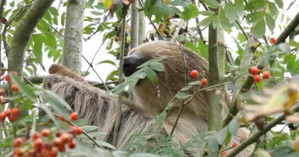 Sloth Due Dita Choloepus Didactylus Adult Hanging Branch Moving Real — Video Stock