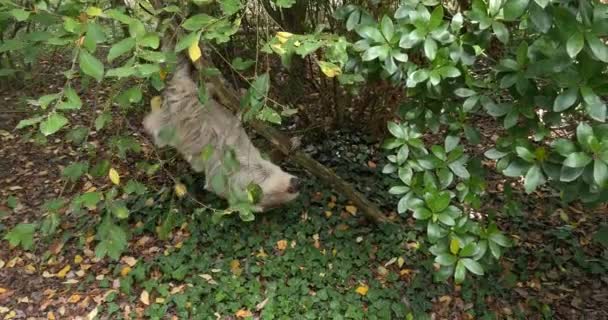 Zweizehenfaultier Choloepus Didactylus Erwachsener Hängt Ast Bewegt Echtzeit — Stockvideo