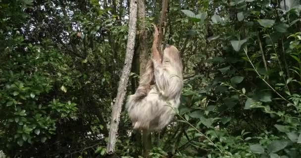 Twee Toed Sloth Choloepus Didactylus Volwassen Hangend Aan Tak Verhuizen — Stockvideo