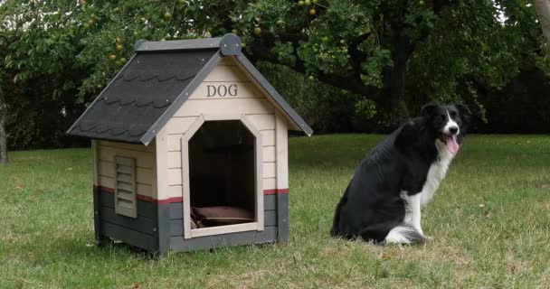 Border Collie Dog Its Dog House Male Picardy France Real — стоковое видео