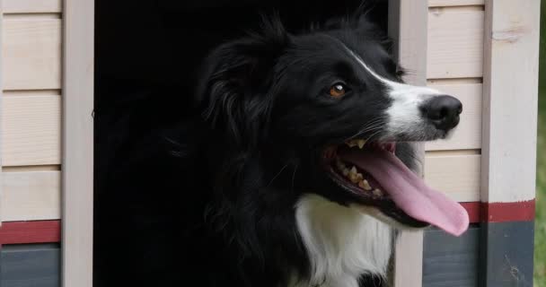 Border Collie Dog Its Dog House Αρσενικό Πικαρδία Στη Γαλλία — Αρχείο Βίντεο