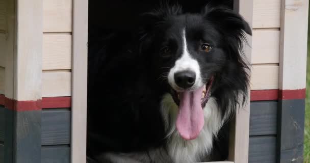 Border Collie Dog Zijn Dog House Mannetje Picardië Frankrijk Real — Stockvideo