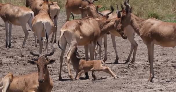 Hartebeest Alcelaphus Helaphus Herd Standing Savanna Cub Suckling Nairobi Park — стоковое видео